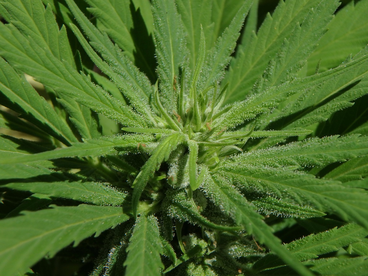 cannabis, flower, marijuana